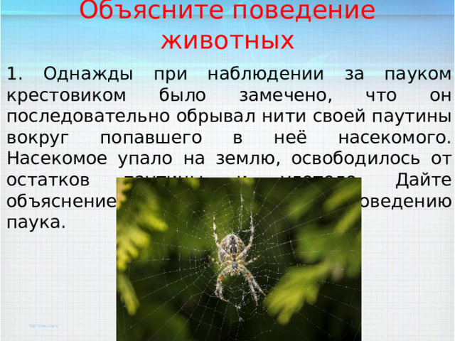 Объясните поведение животных 1. Однажды при наблюдении за пауком крестовиком было замечено, что он последовательно обрывал нити своей паутины вокруг попавшего в неё насекомого. Насекомое упало на землю, освободилось от остатков паутины и улетело. Дайте объяснение этому загадочному поведению паука. 