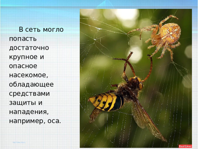 В сеть могло попасть достаточно крупное и опасное насекомое, обладающее средствами защиты и нападения, например, оса. 