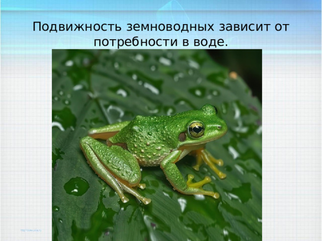 Подвижность земноводных зависит от потребности в воде. 