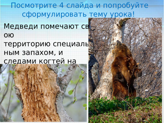 Посмотрите 4 слайда и попробуйте сформулировать тему урока! Медведи помечают свою  территорию специальным запахом, и следами когтей на деревьях 