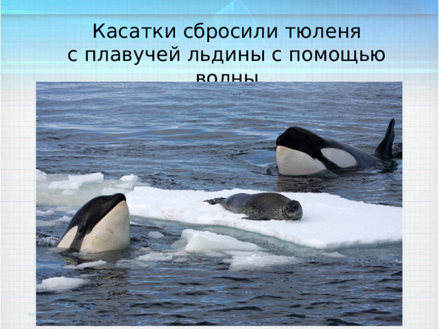 Касатки сбросили тюленя с плавучей льдины с помощью волны 