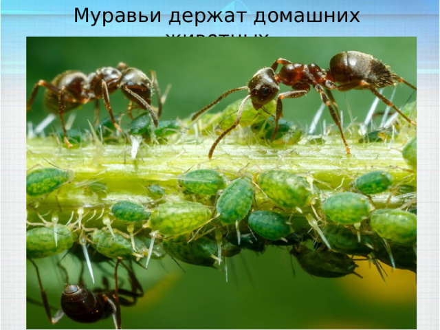 Муравьи держат домашних животных 