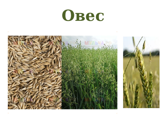 Овес 