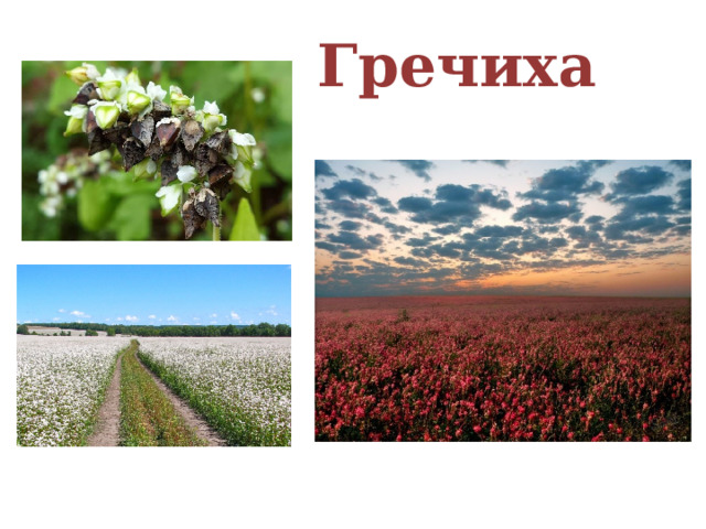 Гречиха 