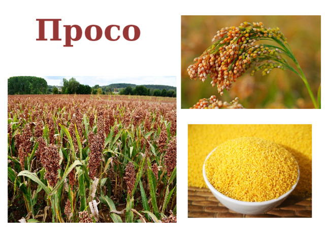 Просо 