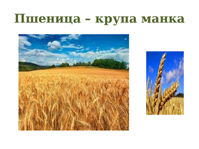 Пшеница – крупа манка 