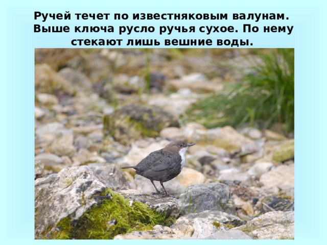 Ручей течет по известняковым валунам. Выше ключа русло ручья сухое. По нему стекают лишь вешние воды. 