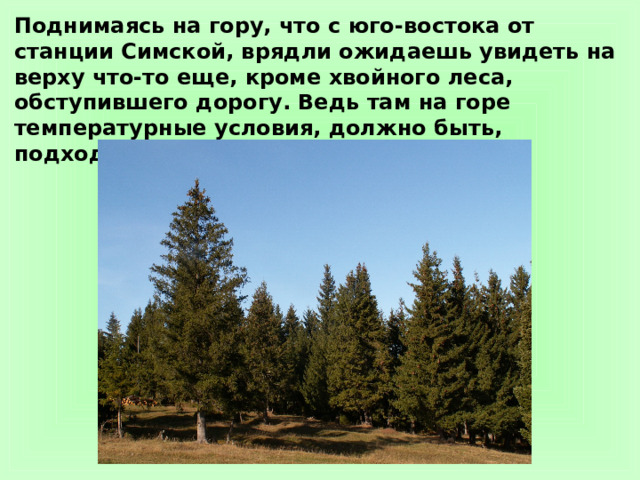 Поднимаясь на гору, что с юго-востока от станции Симской, врядли ожидаешь увидеть на верху что-то еще, кроме хвойного леса, обступившего дорогу. Ведь там на горе температурные условия, должно быть, подходят лишь для елей и пихт.  