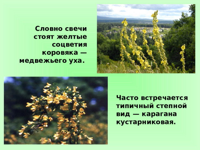 Словно свечи стоят желтые соцветия коровяка — медвежьего уха. Часто встречается типичный степной вид — карагана кустарниковая. 