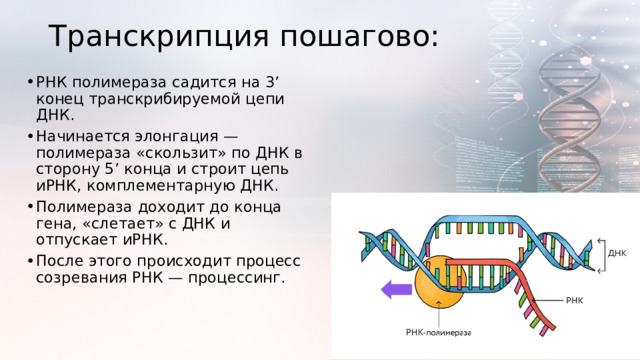 Транскрипция пошагово:   РНК полимераза садится на 3’ конец транскрибируемой цепи ДНК. Начинается элонгация — полимераза «скользит» по ДНК в сторону 5’ конца и строит цепь иРНК, комплементарную ДНК. Полимераза доходит до конца гена, «слетает» с ДНК и отпускает иРНК. После этого происходит процесс созревания РНК — процессинг. 