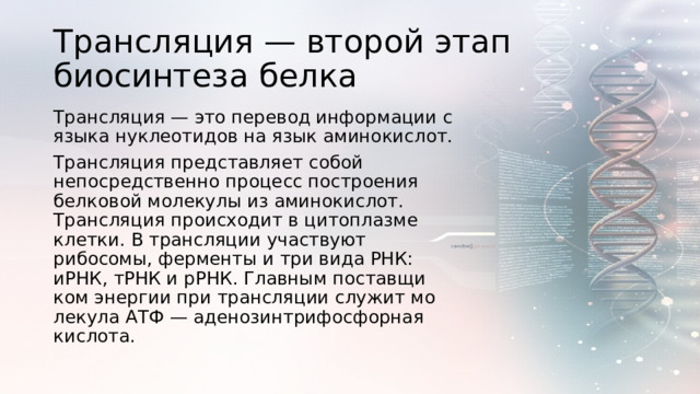 Трансляция — второй этап биосинтеза белка Трансляция — это перевод информации с языка нуклеотидов на язык аминокислот. Трансляция представляет собой непосредственно процесс построения белковой молекулы из аминокислот. Трансляция происходит в цитоплазме клетки. В трансляции участвуют рибосомы, ферменты и три вида РНК: иРНК, тРНК и рРНК. Глав­ным по­став­щи­ком энер­гии при трансляции слу­жит мо­ле­ку­ла АТФ — аде­но­з­ин­три­фос­фор­ная кис­ло­та.   