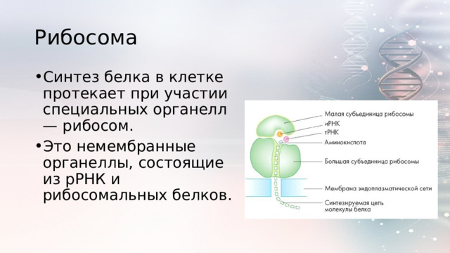 Рибосома Синтез белка в клетке протекает при участии специальных органелл — рибосом. Это немембранные органеллы, состоящие из рРНК и рибосомальных белков. 