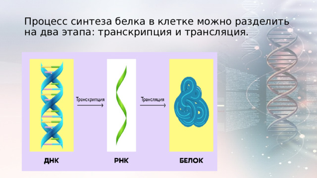 Процесс синтеза белка в клетке можно разделить на два этапа: транскрипция и трансляция. 