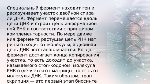 Спе­ци­аль­ный фер­мент на­хо­дит ген и рас­кру­чи­ва­ет уча­сток двой­ной спи­ра­ли ДНК. Фер­мент пе­ре­ме­ща­ет­ся вдоль цепи ДНК и стро­ит цепь ин­фор­ма­ци­он­ной РНК в со­от­вет­ствии с прин­ци­пом ком­пле­мен­тар­но­сти. По мере дви­же­ния фер­мен­та рас­ту­щая цепь РНК мат­ри­цы от­хо­дит от мо­ле­ку­лы, а двой­ная цепь ДНК вос­ста­нав­ли­ва­ет­ся. Когда фер­мент до­сти­га­ет конца ко­пи­ро­ва­ния участ­ка, то есть до­хо­дит до участ­ка, на­зы­ва­е­мо­го стоп-ко­до­ном, мо­ле­ку­ла РНК от­де­ля­ет­ся от мат­ри­цы, то есть от мо­ле­ку­лы ДНК. Таким об­ра­зом, тран­скрип­ция — это пер­вый этап био­син­те­за белка. На этом этапе про­ис­хо­дит счи­ты­ва­ние ин­фор­ма­ции путём син­те­за ин­фор­ма­ци­он­ной РНК. 