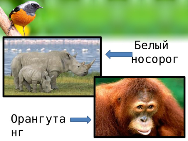 Белый носорог Орангутанг 