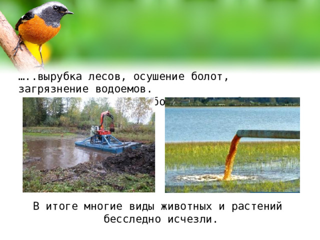 … ..вырубка лесов, осушение болот, загрязнение водоемов.  Но для природы это оборачивается бедствием. В итоге многие виды животных и растений бесследно исчезли. 