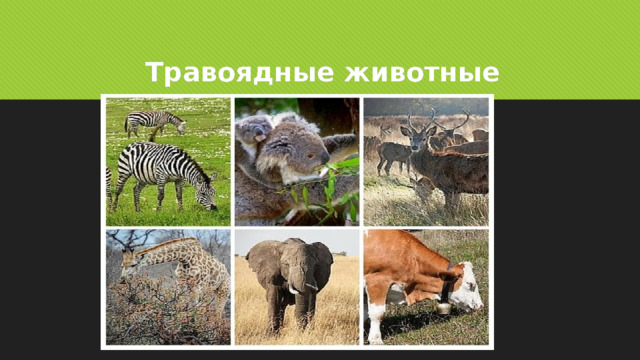 Травоядные животные 