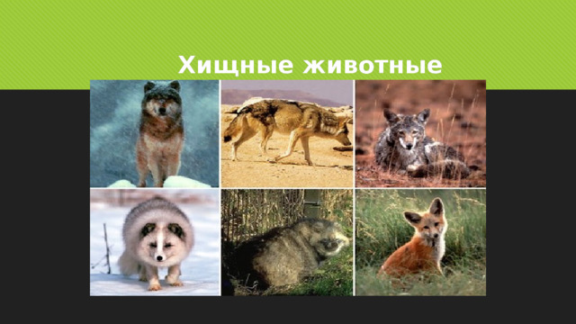 Хищные животные 