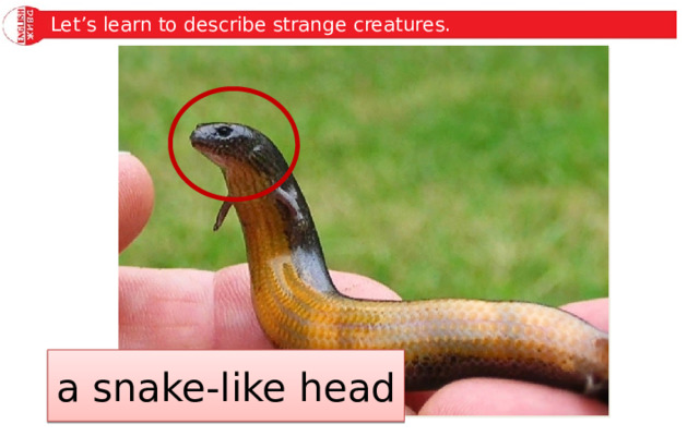 Let’s learn to describe strange creatures. a snake-like head 