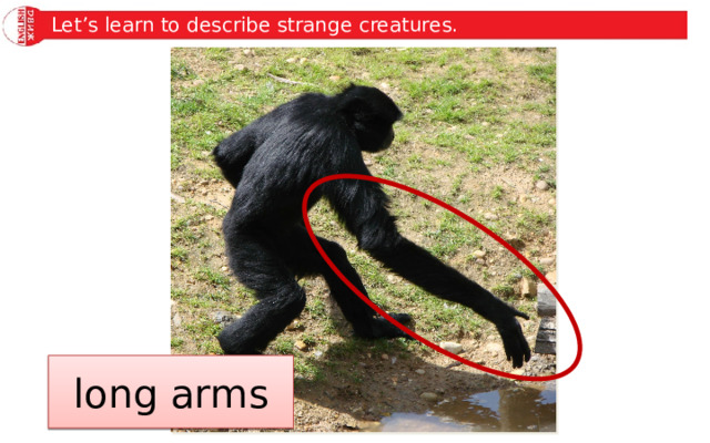 Let’s learn to describe strange creatures. long arms 