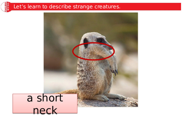 Let’s learn to describe strange creatures. a short neck 