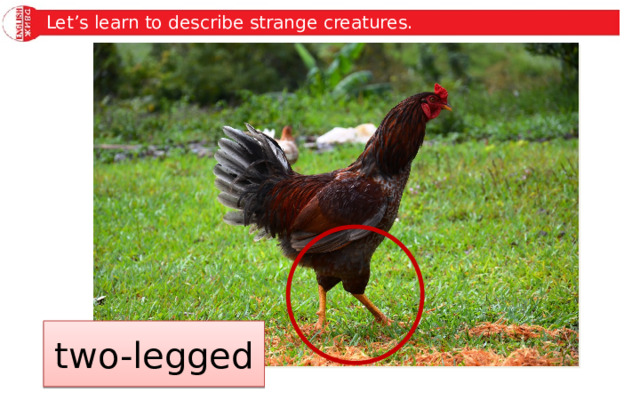 Let’s learn to describe strange creatures. two-legged 