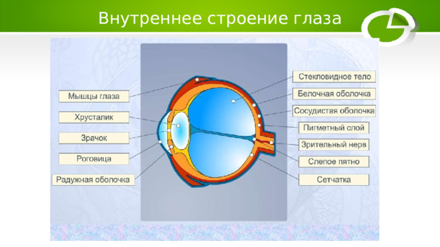 Внутреннее строение глаза 