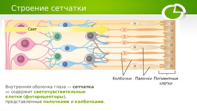 Строение сетчатки Внутренняя оболочка глаза —  сетчатка —  содержит   светочувствительные клетки  ( фоторецепторы ), представленные  палочками  и  колбочками . 