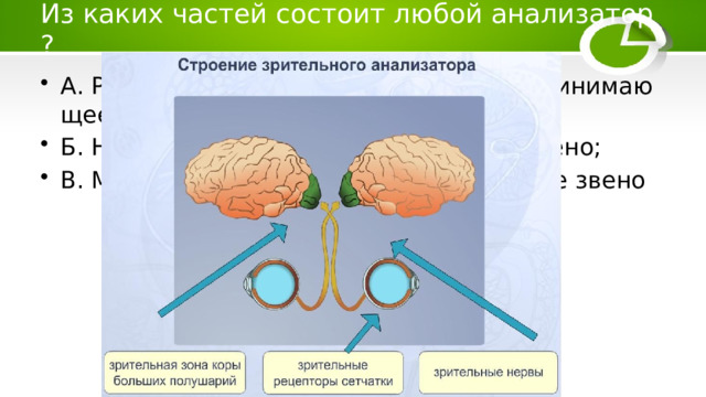 Из каких частей состоит любой анализатор? А. Рецептор как периферическое воспринимающее звено; Б. Нервные пути как проводниковое звено; В. Мозговой центр как обрабатывающее звено 