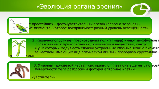 «Эволюция органа зрения»  1. У простейших – фоточувствительны глазок (эвглена зелёная) –  скопление пигмента, которое воспринимает разный уровень освещённости.  2. Кишечнополостные (пресноводный полип гидра) имеют диффузное нервное  образование, к прикосновению, химическим веществам, свету.  А у некоторых медуз есть сложно устроенные глазные ямки с пигментами и  веществом, имеющим вид оптической линзы – прообраза хрусталика. чувствительн   3. У червей (дождевой червь), как правило, глаз пока ещё нет; по всей  поверхности тела разбросаны фоторецепторные клетки.  чувствительн  