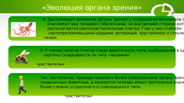 «Эволюция органа зрения»  4. Заслуживают внимания органы зрения у головоногих моллюсков (осьминог).  Они имеют вид пузырей с оболочками, на внутренней стороне которых  располагаются светочувствительные клетки. Глаз у них снабжён  светопреломляющими средами: роговицей, хрусталиком и стекловидным  телом.  5. У членистоногих (пчела) глаза фасеточного типа, изображение в одну  картину складывается по типу «мозаики».  чувствительн   Так, постепенно, природа пришла к более совершенному органу зрения  позвоночных животных, а конкретно человек имеет зрительный анализатор  более сложно устроенного и совершенного типа.  чувствительн  