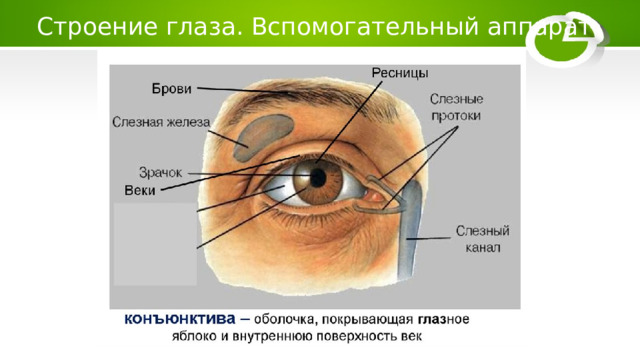 Строение глаза. Вспомогательный аппарат 