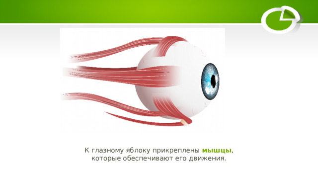 К глазному яблоку прикреплены  мышцы , которые обеспечивают его движения. 