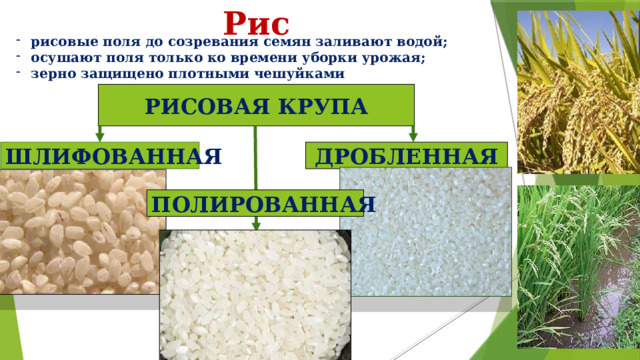 Проект обработки пищевых продуктов 6 класс