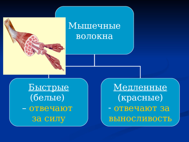 Мышечные волокна Быстрые (белые) – отвечают Медленные (красные) за силу  отвечают за выносливость 