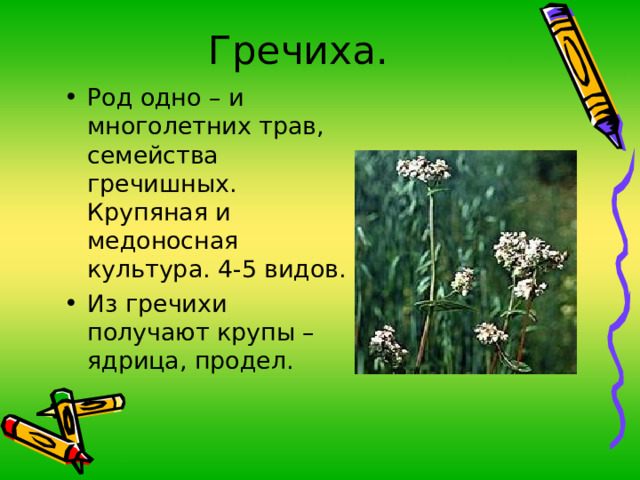 Гречиха. Род одно – и многолетних трав, семейства гречишных. Крупяная и медоносная культура. 4-5 видов. Из гречихи получают крупы – ядрица, продел.  