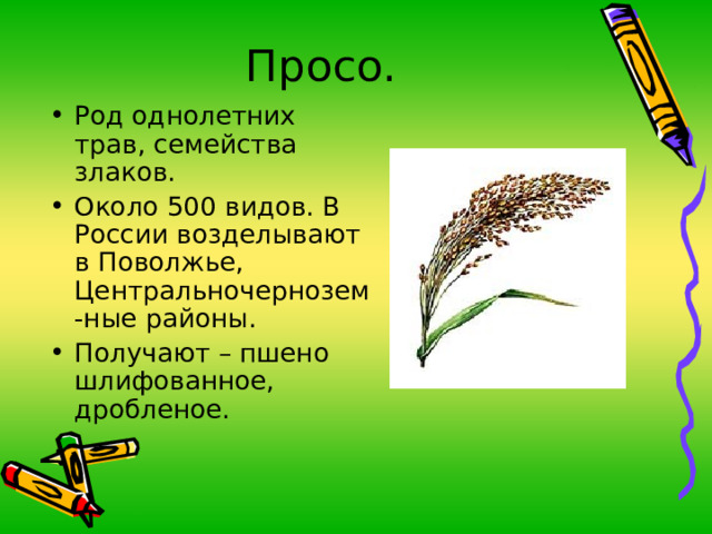 Просо. Род однолетних трав, семейства злаков. Около 500 видов. В России возделывают в Поволжье, Центральночернозем-ные районы. Получают – пшено шлифованное, дробленое.  