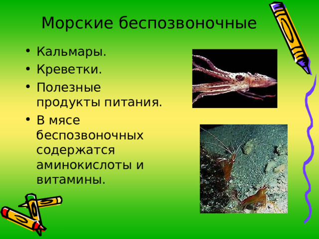 Морские беспозвоночные Кальмары. Креветки. Полезные продукты питания. В мясе беспозвоночных содержатся аминокислоты и витамины. 