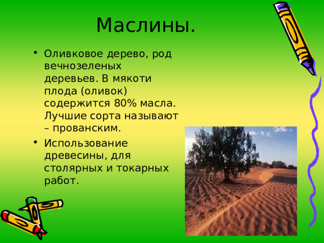 Маслины. Оливковое дерево, род вечнозеленых деревьев. В мякоти плода (оливок) содержится 80% масла. Лучшие сорта называют – прованским. Использование древесины, для столярных и токарных работ. 