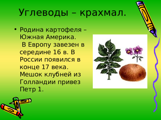 Углеводы – крахмал. Родина картофеля –Южная Америка. В Европу завезен в середине 16 в. В России появился в конце 17 века. Мешок клубней из Голландии привез Петр 1 . 