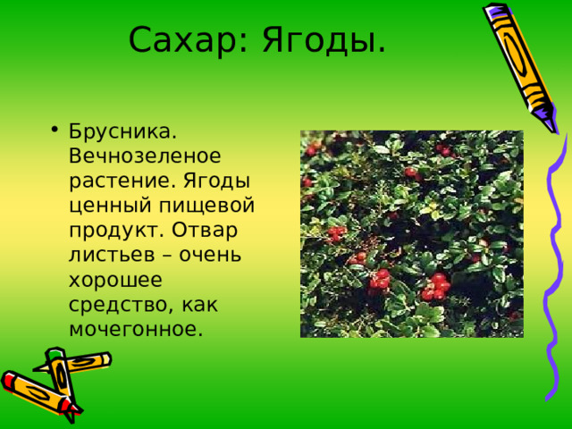 Сахар: Ягоды. Брусника. Вечнозеленое растение. Ягоды ценный пищевой продукт. Отвар листьев – очень хорошее средство, как мочегонное. 