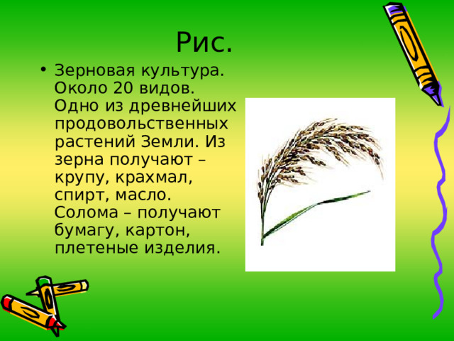 Рис. Зерновая культура. Около 20 видов. Одно из древнейших продовольственных растений Земли. Из зерна получают – крупу, крахмал, спирт, масло. Солома – получают бумагу, картон, плетеные изделия. 