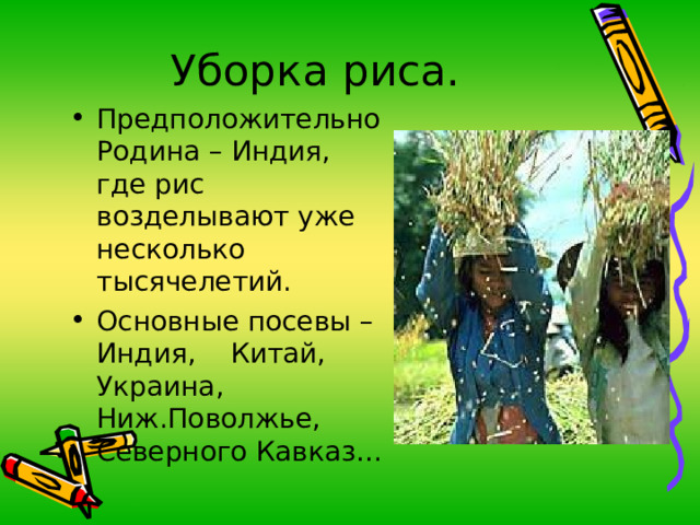 Уборка риса. Предположительно Родина – Индия, где рис возделывают уже несколько тысячелетий. Основные посевы – Индия, Китай, Украина, Ниж.Поволжье, Северного Кавказ… 