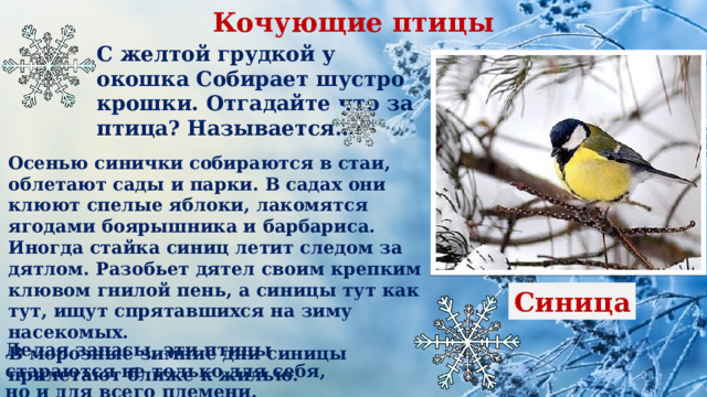 Кочующие птицы Оседлые птицы С желтой грудкой у окошка Собирает шустро крошки. Отгадайте что за птица? Называется… Осенью синички собираются в стаи, облетают сады и парки. В садах они клюют спелые яблоки, лакомятся ягодами боярышника и барбариса. Иногда стайка синиц летит следом за дятлом. Разобьет дятел своим крепким клювом гнилой пень, а синицы тут как тут, ищут спрятавшихся на зиму насекомых. В морозные зимние дни синицы прилетают ближе к жилью. Синица Делая запасы, эти птицы стараются не только для себя, но и для всего племени. 
