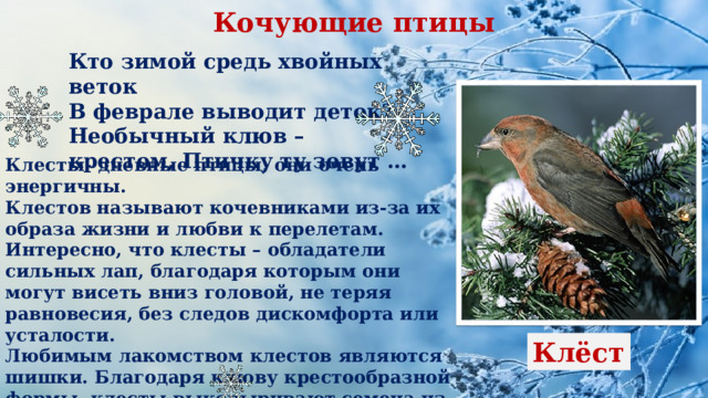 Кочующие птицы Оседлые птицы Кто зимой средь хвойных веток В феврале выводит деток? Необычный клюв – крестом, Птичку ту зовут … Клесты- дневные птицы, они очень энергичны. Клестов называют кочевниками из-за их образа жизни и любви к перелетам. Интересно, что клесты – обладатели сильных лап, благодаря которым они могут висеть вниз головой, не теряя равновесия, без следов дискомфорта или усталости. Любимым лакомством клестов являются шишки. Благодаря клюву крестообразной формы, клесты выковыривают семена из шишек елей или сосен. Реже птицы питаются ягодами или мелкой живностью. Клёст 