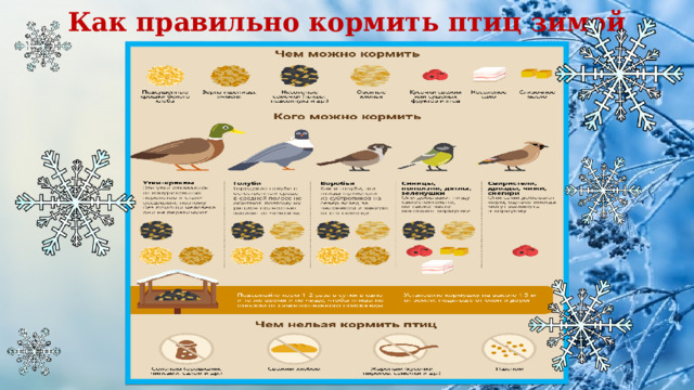Как правильно кормить птиц зимой 
