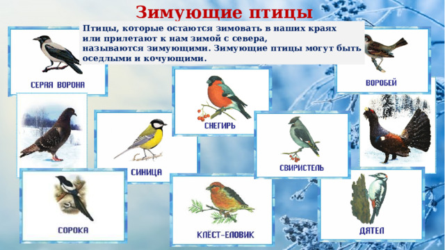 Зимующие птицы Птицы, которые остаются зимовать в наших краях или прилетают к нам зимой с севера, называются зимующими. Зимующие птицы могут быть оседлыми и кочующими. 
