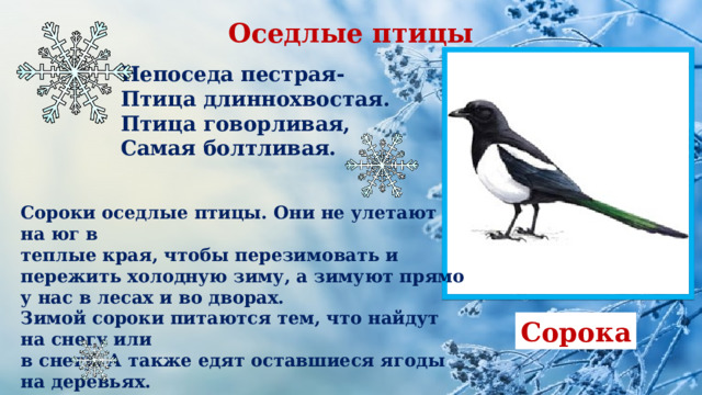 Оседлые птицы Непоседа пестрая- Птица длиннохвостая. Птица говорливая, Самая болтливая.  Сороки оседлые птицы. Они не улетают на юг в теплые края, чтобы перезимовать и пережить холодную зиму, а зимуют прямо у нас в лесах и во дворах. Зимой сороки питаются тем, что найдут на снегу или в снегу. А также едят оставшиеся ягоды на деревьях. Сорока 