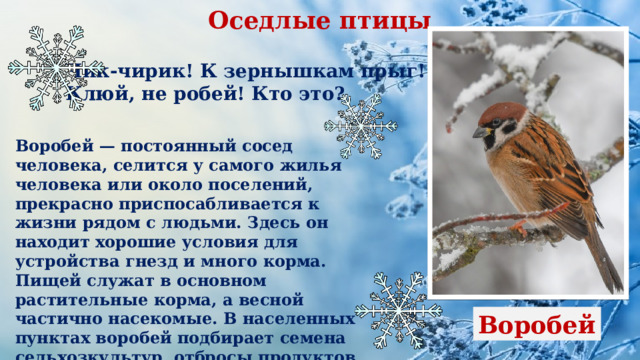 Оседлые птицы Чик-чирик! К зернышкам прыг! Клюй, не робей! Кто это? Воробей — постоянный сосед человека, селится у самого жилья человека или около поселений, прекрасно приспосабливается к жизни рядом с людьми. Здесь он находит хорошие условия для устройства гнезд и много корма. Пищей служат в основном растительные корма, а весной частично насекомые. В населенных пунктах воробей подбирает семена сельхозкультур, отбросы продуктов, хлебные злаки, находит ягоды.        Воробей 
