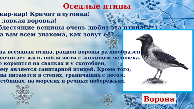 Оседлые птицы Кар-кар-кар! Кричит плутовка! Ну и ловкая воровка! Все блестящие вещицы очень любит эта птица! И она вам всем знакома, как зовут её?... Ворона всеядная птица, рацион вороны разнообразен. Предпочитает жить поблизости с жилищем человека. Часто кормится на свалках и у скотобоен, поэтому является санитарной птицей. Кроме того, вороны питаются в степях, граничащих с лесом, на пастбищах, на морских и речных побережьях.  Ворона 